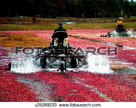 Cranberries and all sorts of in plymouth county mass wonderful park