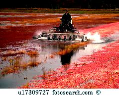 Cranberries and all sorts of in plymouth county mass Throughout its moving