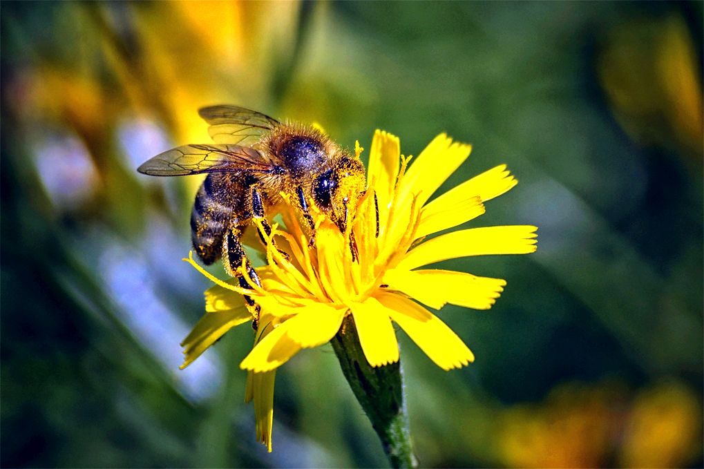 bees-making-wax