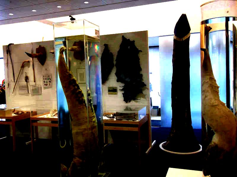 The Icelandic Phallological Museum