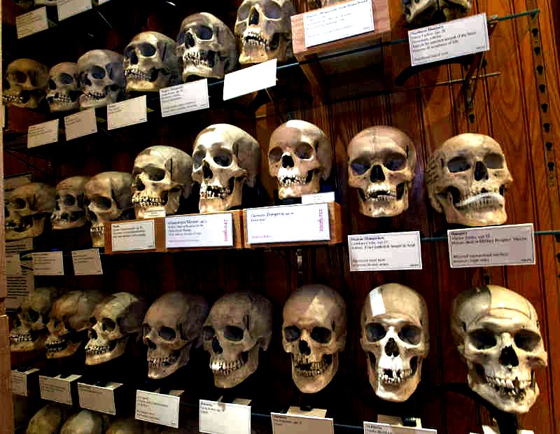 The Mütter Museum