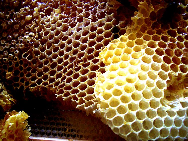 honeycomb