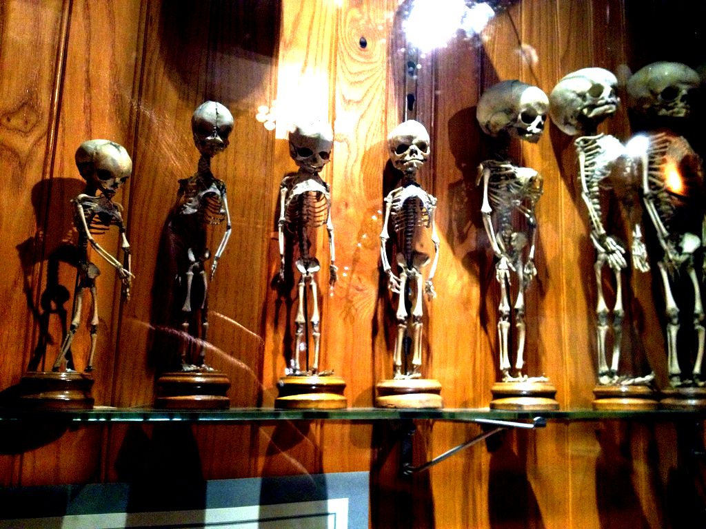 Mütter Museum